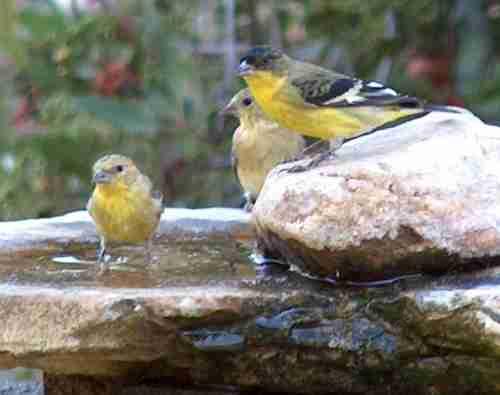picture of lesser goldfinches at the birbath