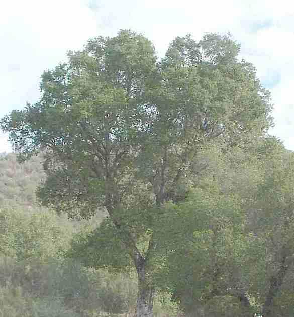 Why does this coast live oak live in chaparral?