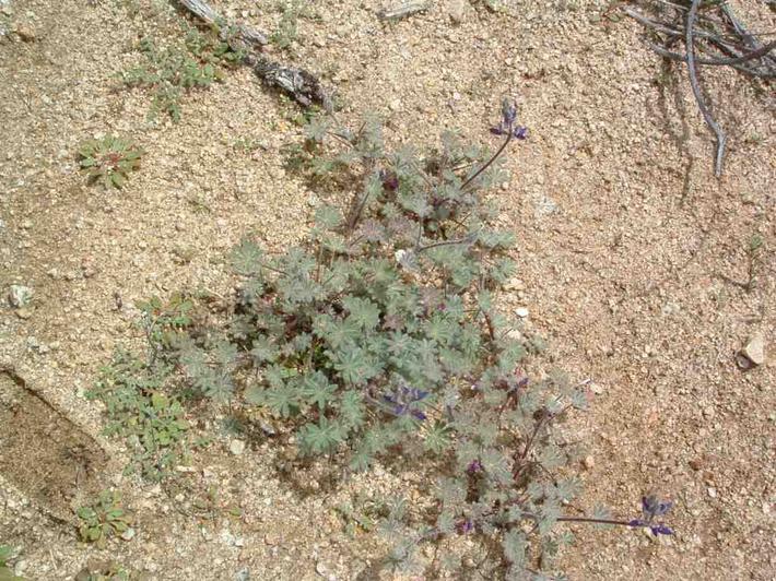 Picture of a Lupine, baby Chia and Chorizanthe sp. on clean weed free soil