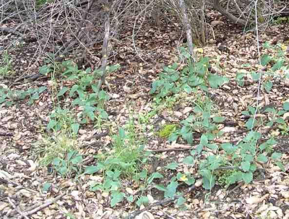 California wild violets and a few native grasses with lots of mulch and open space.