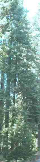 Conifers are excellent fog and cloud collectors. They catch and release moisture into the plant community, creating a micro-climate..