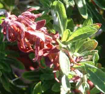 Frost can sometimes look like a disease or problem on a native plant.