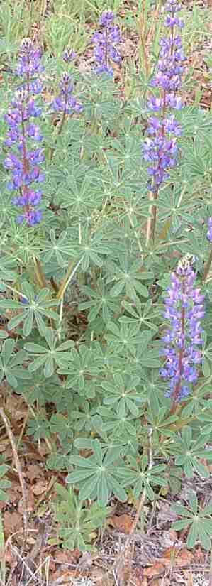 This lupine is growing in clay soil under a pine tree. The ground is covered with pine mulch.