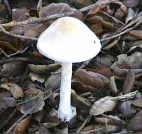 mulch encourages good fungus, bacteria and microfauna