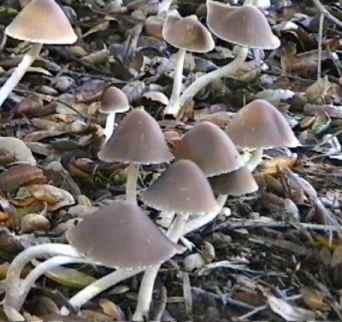 saphrophitic as well as mycorrhizal fungi play a huge role in native plant health and survival.