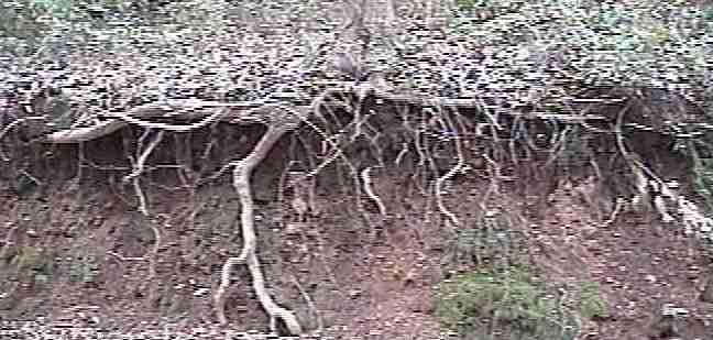 oak roots don't live alone down there.