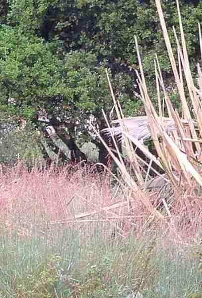 Killing weeds can be the restoration of an ecosystem. Veldt grass and pampas grass can be easily controled with herbicides before or after the plants are planted.