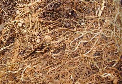 Lotus roots with frankia