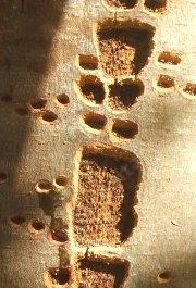 Woodpeckers can make for holey trees. Be happy is you see these holes, many of the sapsuckers are threatened.