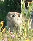 Weeds are a major food source for rodents.