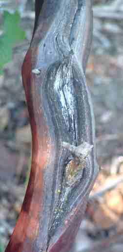 Poodle dog burn on a manzanita trunk