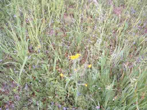 a few wild flowers try to compete with the weeds