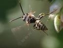 Nomada – cuckoo bee on Ribes indecorum.
They were also on the Arctostaphylos Austin griffin and
Ian Bush. Nomada – cuckoo bee on Ribes indecorum. They
were also on the Arctostaphylos Austin griffin and Ian
Bush.