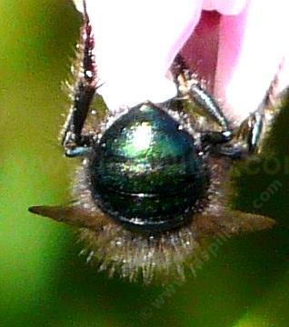 Osmia bees are cute glossy bees.