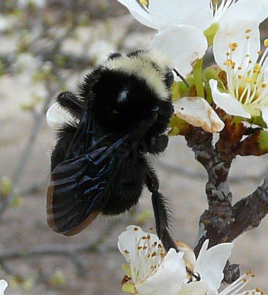Bombus vosnesenskii bumblebee on a plum flowers. - grid24_12
