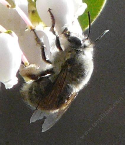 A Digger bee is a fuzzy fast flier.