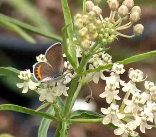 the acmon blue uses the narrow leaf milkweed, Asclepias fascicularis. No California garden should be without one.