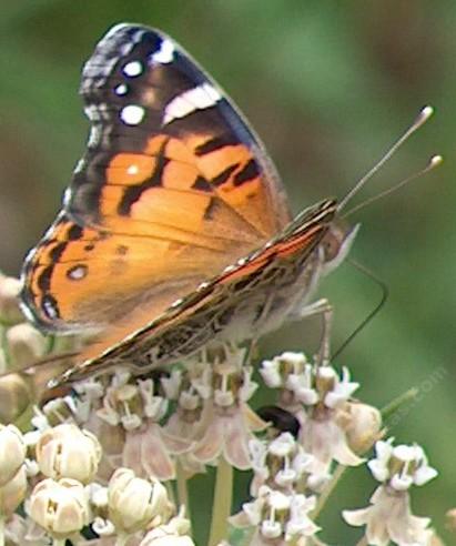 An American Painted Lady butterfly on a Narrow Leaf Milkweed flower, Asclepias fasciculatus. Larva like our Pearly Everlasting that's all over the garden.