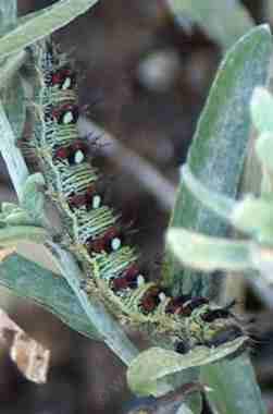 An American Panted butterfly lady larva on a Gnaphalium californicum plant in the garden. An American Panted butterfly lady larva on a Gnaphalium californicum plant in the garden.