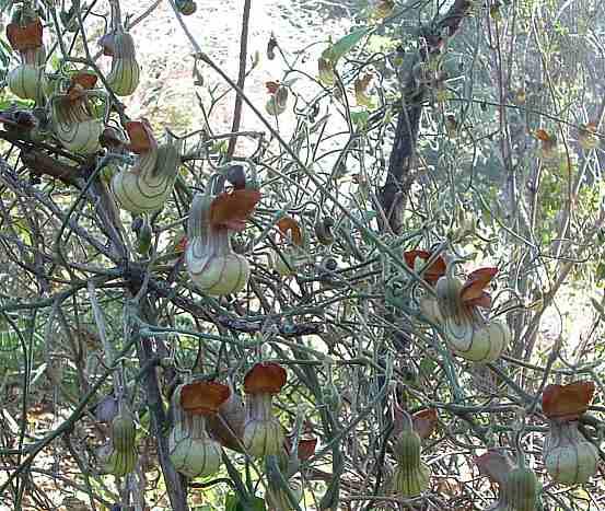 Aristilochia californica is used by the pipe vine swallowtail butterfly