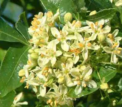 The western Hop tree is loved by many insects including buterflies. A garden buzz.