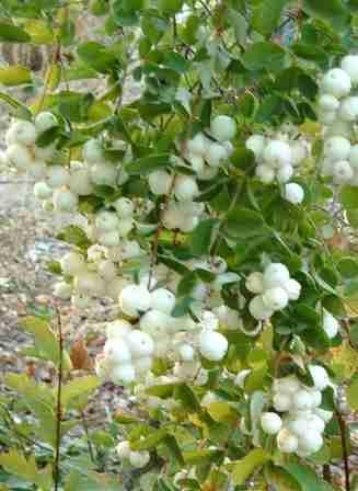 snowberry is used by the snowbery clear wing moth
