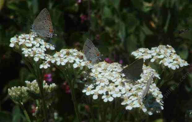 The skippers and many other butterflies love a garden with native yarrow.