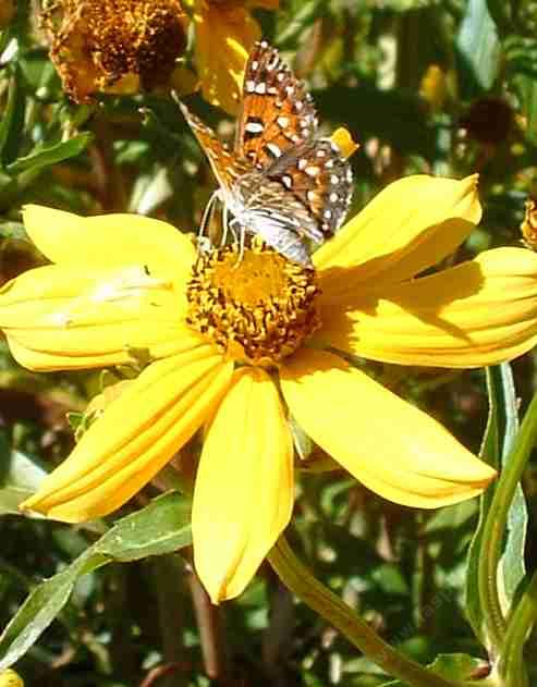 the morman metalmark uses the joaquin sunflower for nectar