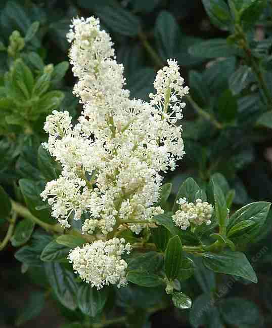 Ceanothus thyrsiflorus is used by the california tortoise shell butterfly