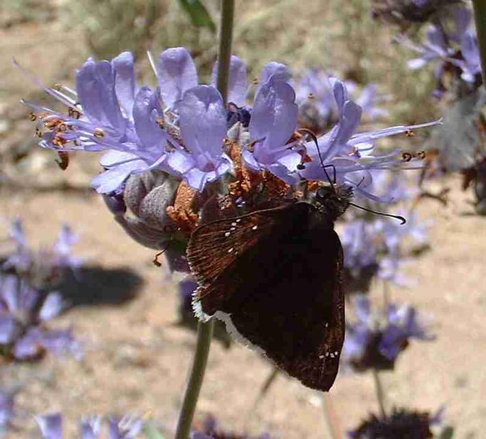 picture of a mournful dusky-wing butterfly on a salvia pozo blue