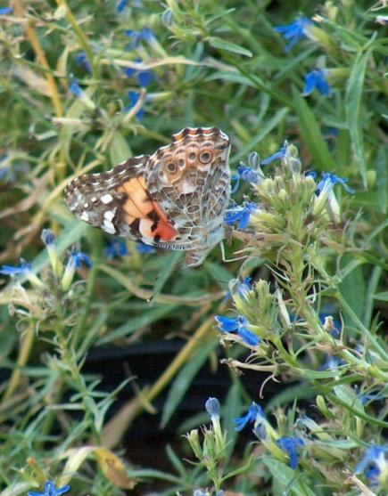 Picture of a painted lady on a lobelia. This plant works very well in a conventional garden.