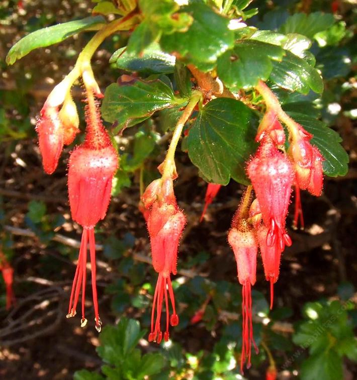 picture of a ribes speciosum in our garden.