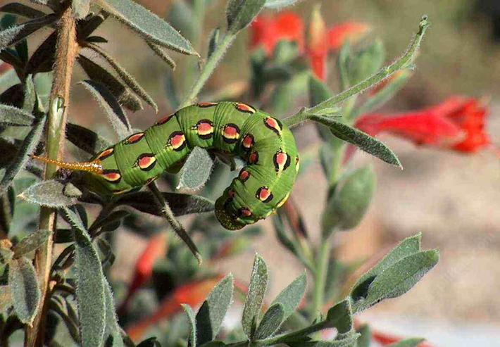 picture of a white lined shinx moth on a california fushia. If people would stop spraying insecticides every minute..