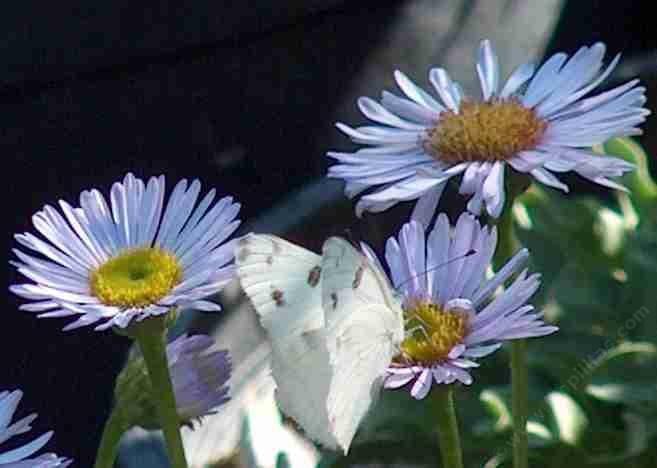 picture of a white butterfly on a Erigeron Wayne Roderick Daisy