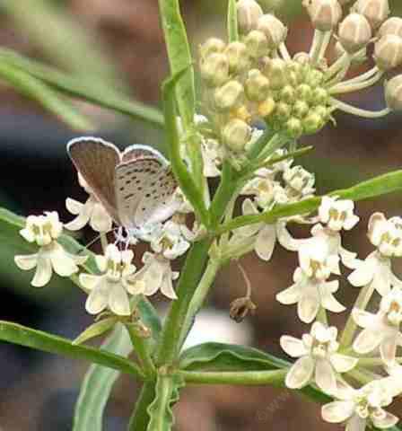 Picture of a female Acmon Blue on a Narrow Leafed Milkweed
