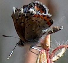 Picture of an Acmon Blue on a Clarkia species.