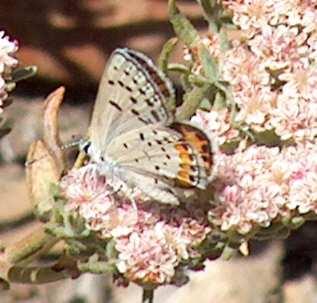 Picture of an Acmon Blue butterfly on an  Eriogonum arborescens in our garden.