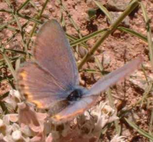 Picture of a male Acmon Blue on a Narrow leafed Milkweed