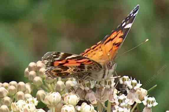 Picture of an American painted Lady sipping nectar from a narrowleaf milkweed