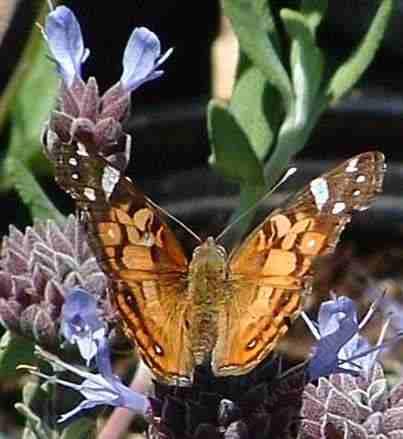 American Painted Lady Butterfly in a Calfironia native 