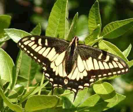 Attract the Anise Swallowtail butterfly inot your garde