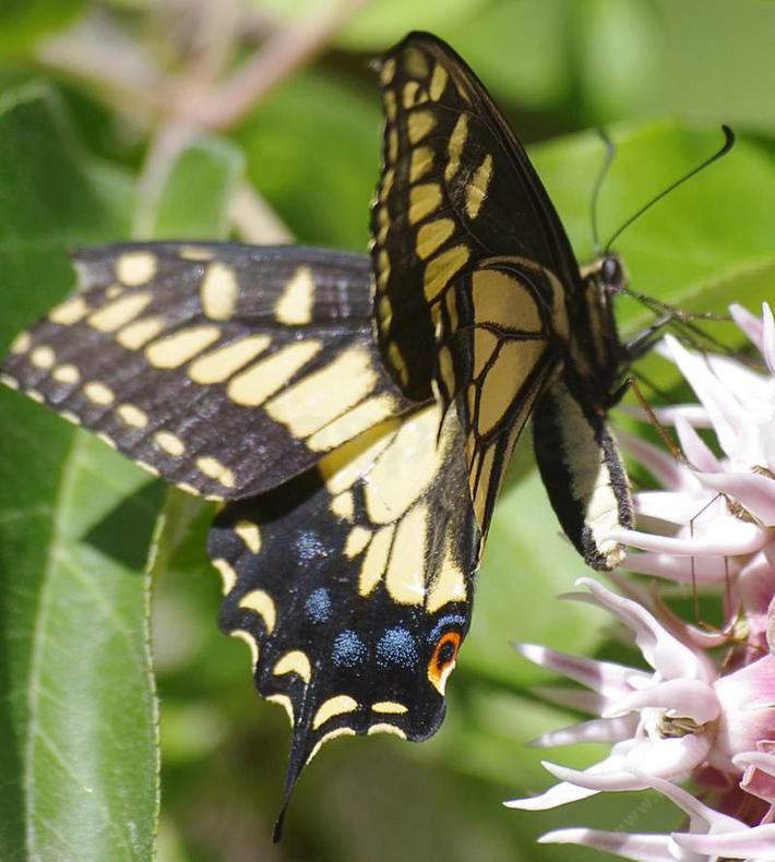 Anise Butterfly on Asclepias specosus - grid24_24
