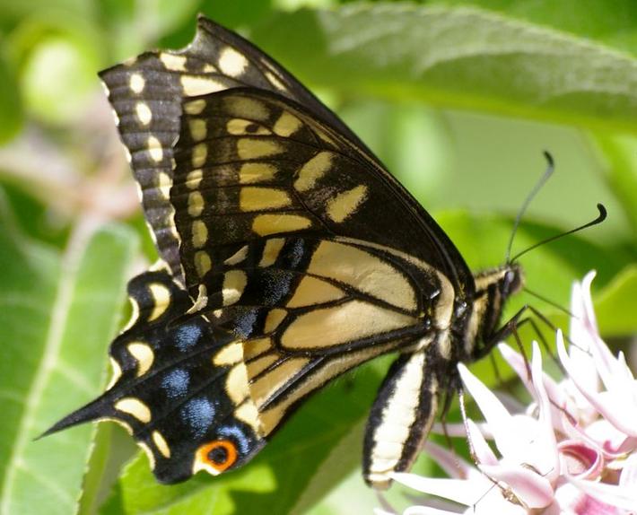 Anise buttefly, sad that they named the butterfly after a WEED. - grid24_24