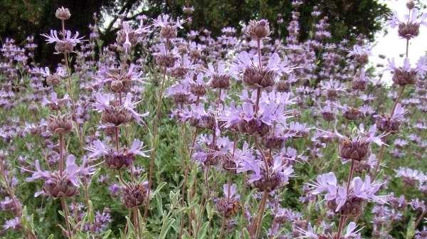Salvia 'Pozo Blue' in the garden.