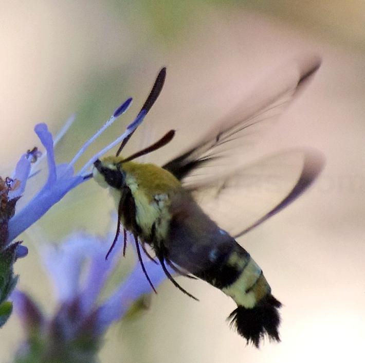A side view of a Bumblebee or Hummingbird moth. - grid24_24