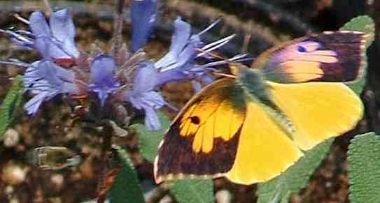 Picture of a Male California Dog-face on a 'Pozo Blue' Sage with a beefly in background.