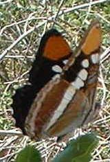 California sister butterfly setting on an oak leaf in the garden.