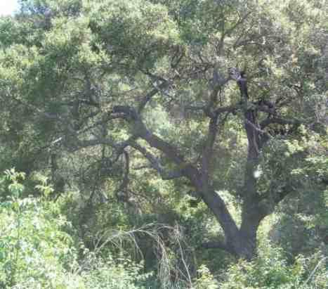 The California Sister butterfly larva eats foligae of the Coast Live Oak