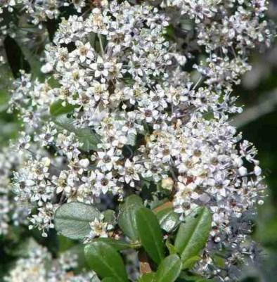 Ceanothus Cuneatus is eaten by the Larva of the California Tortoise Shell Butterfly.