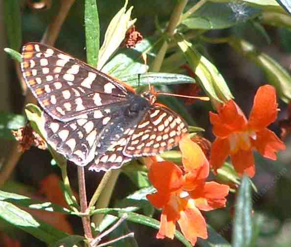 Picture of a Chalcedon Checkerspot on a Monkey Flower